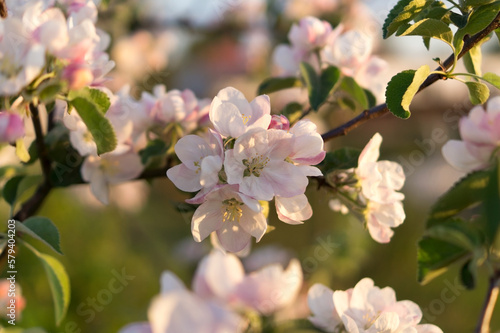 Blooming apple tree. Early spring  awakening of nature. Branch with flowers  buds and green leaves. Sunset light  soft focus  close up.