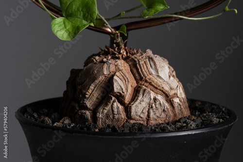 Dioscorea Elephantipes plant close up on the caudex woody body cracking  texture with isolated grey background photo