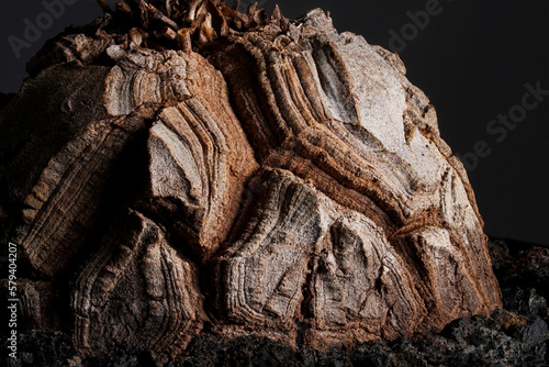 Dioscorea Elephantipes plant super close up on the caudex woody body cracking texture with isolated black background