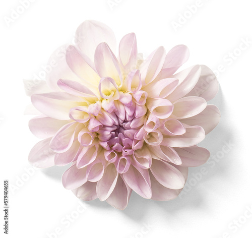 Vászonkép Dahlia Flower