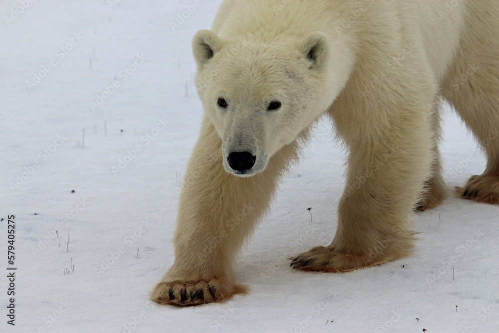 polar bear close up polar bear close up