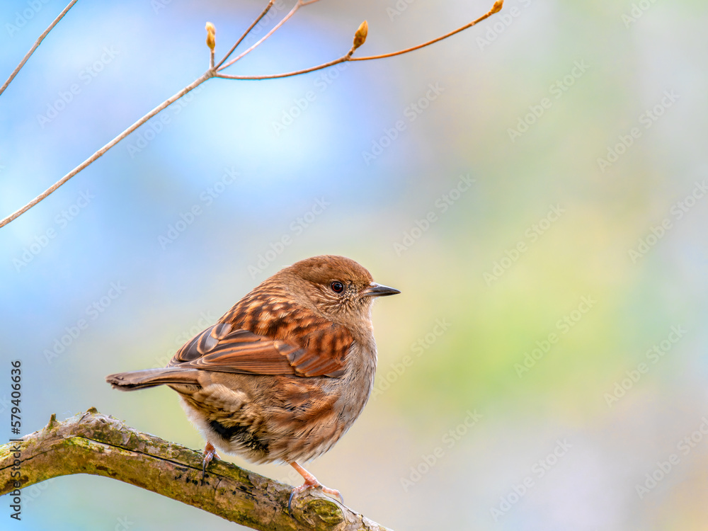 六甲山のカヤクグリ 六甲山のカヤクグリ