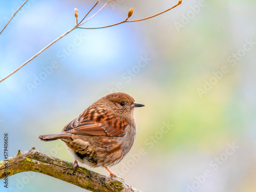 六甲山のカヤクグリ