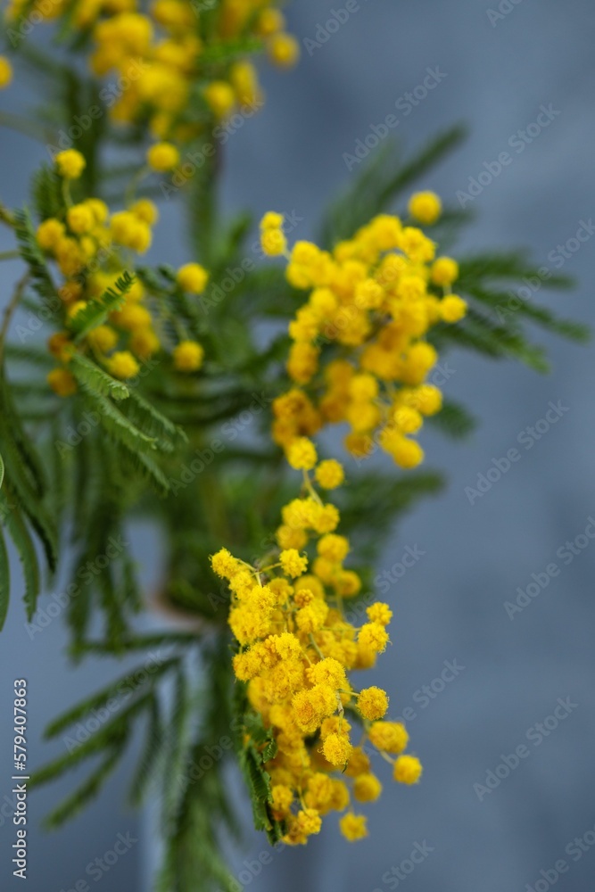 Closeup of the fluffy yellow mimosa flowers Closeup of the fluffy yellow mimosa flowers