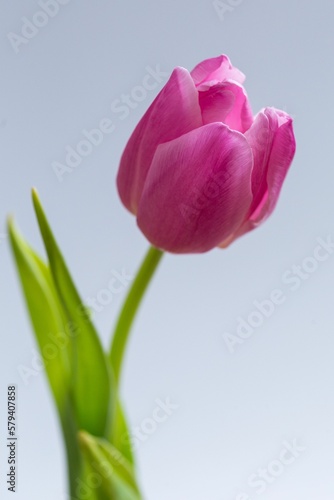 Closeup of a pink tulip on a gray background