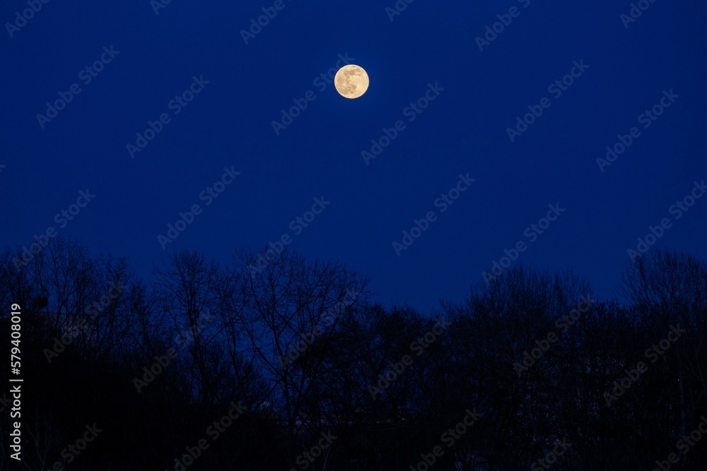 Full moon above trees on the top of a clear night sky Full moon above trees on the top of a clear night sky