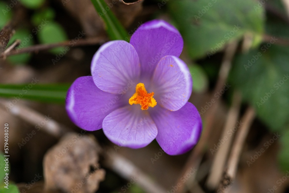 Purple flower in the midst of a green grassy field Purple flower in the midst of a green grassy field