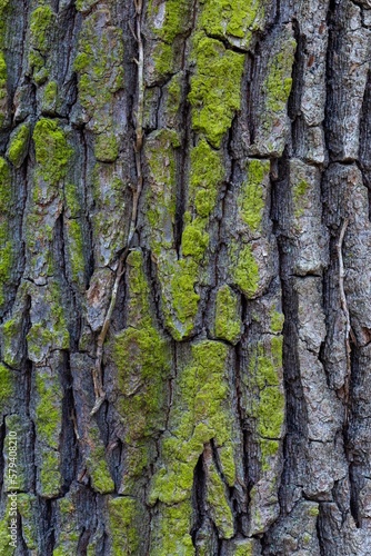 Closeup of a tree trunk with lush green moss growing on its textured bark