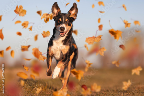 Dog jumping in autumn leaves over a meadow, appenzeller sennenhund