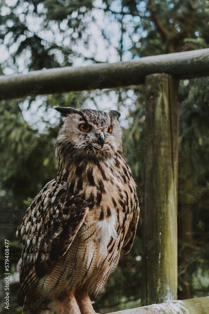 Vertical shot of a brown owl with black spots standing against the trees Vertical shot of a brown owl with black spots standing against the trees