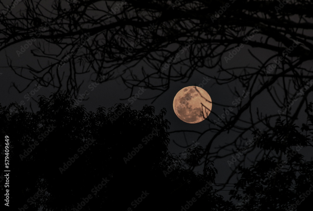 halloween background with moon and tree halloween background with moon and tree