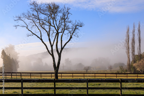 Beautiful tree in rustic Northern California ranch with morning fog and light