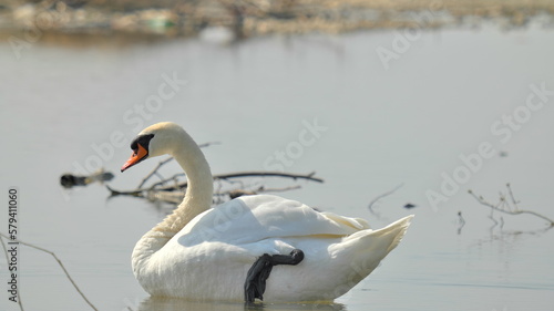 Swan with raised foot