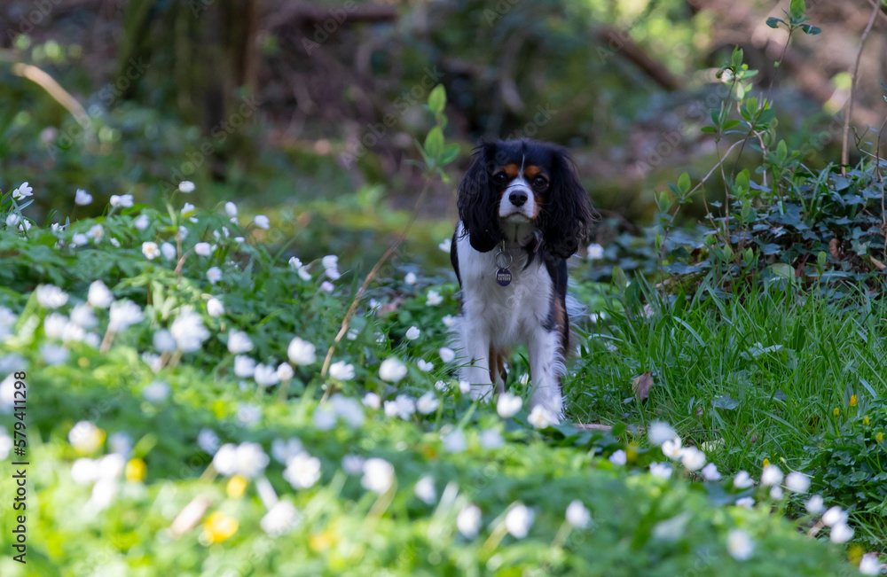 Obraz premium dog in the wood
