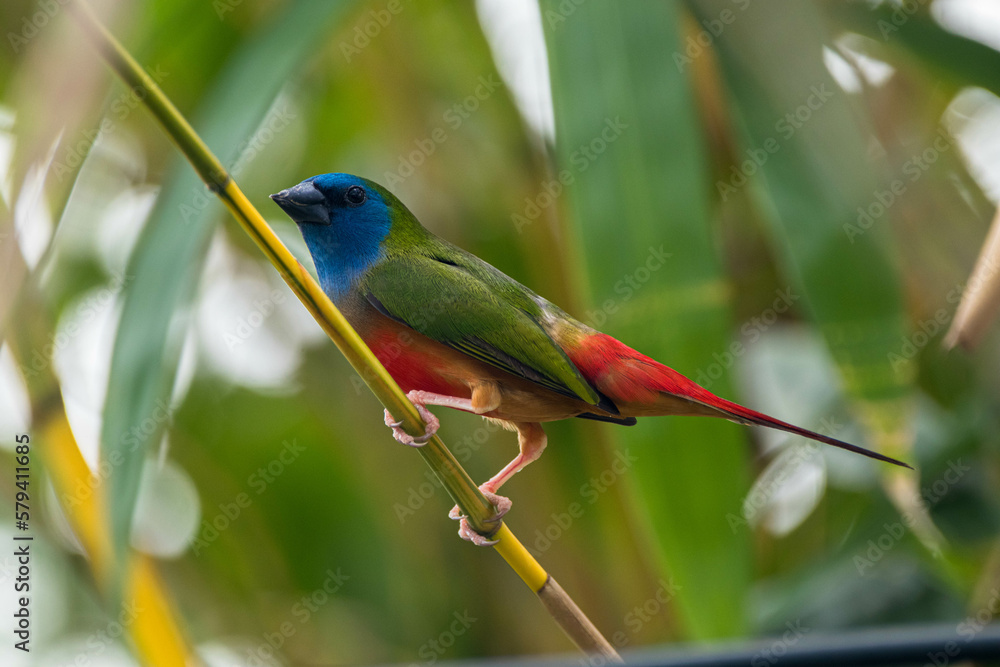 Fototapeta premium The pin-tailed parrotfinch is a common species of estrildid finch found in Southeast Asia
