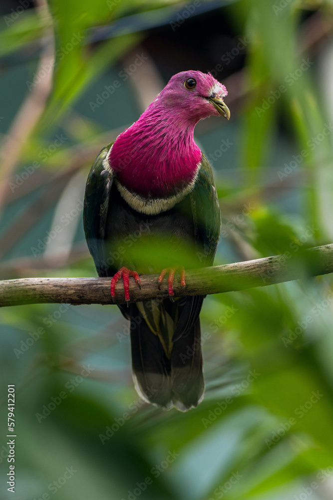 Obraz premium The pink-headed fruit dove (Ptilinopus porphyreus) also known as pink-necked fruit dove or Temminck's fruit pigeon, is a small colourful dove