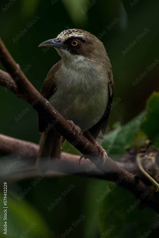 The thick-billed heleia, also known as the Flores white-eye, is a species of bird in the family Zosteropidae The thick-billed heleia, also known as the Flores white-eye, is a species of bird in the family Zosteropidae