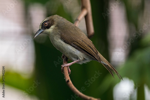 The thick-billed heleia, also known as the Flores white-eye, is a species of bird in the family Zosteropidae