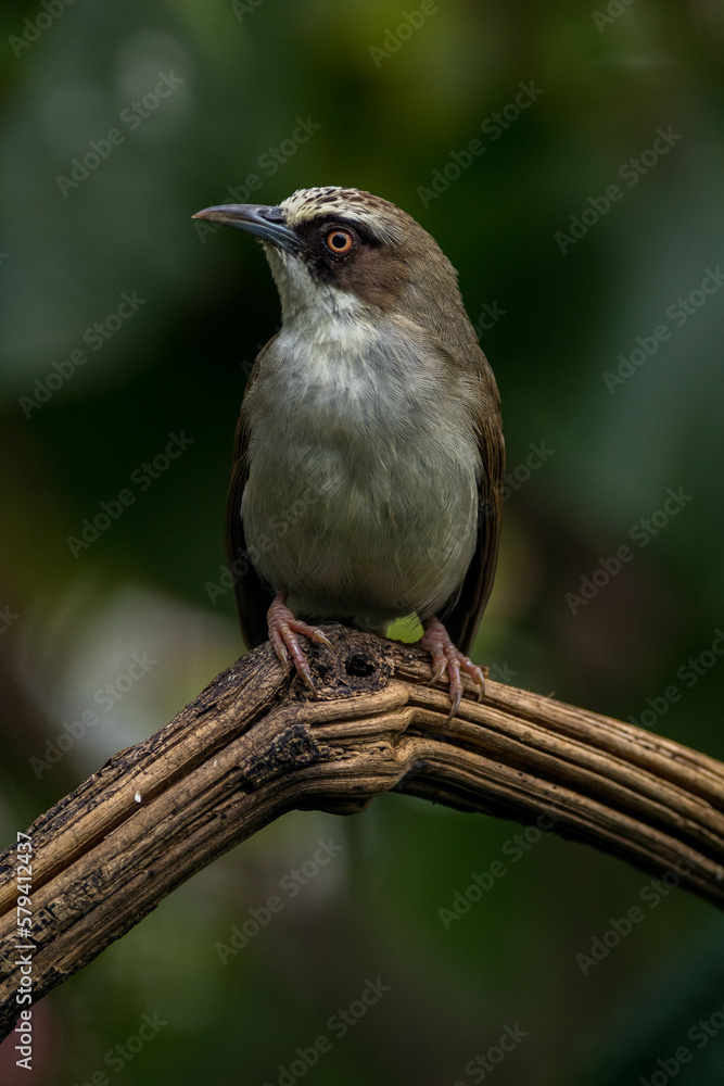 Fototapeta premium The thick-billed heleia, also known as the Flores white-eye, is a species of bird in the family Zosteropidae