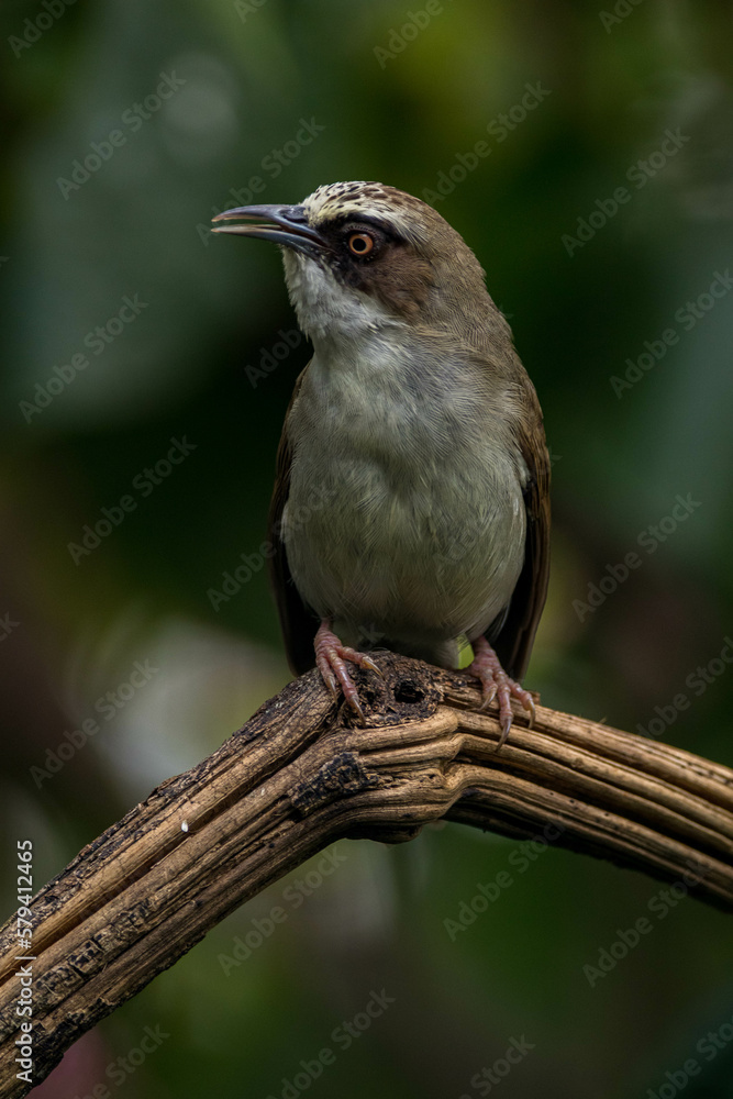 The thick-billed heleia, also known as the Flores white-eye, is a species of bird in the family Zosteropidae The thick-billed heleia, also known as the Flores white-eye, is a species of bird in the family Zosteropidae