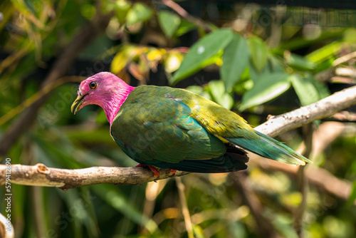 The pink-headed fruit dove (Ptilinopus porphyreus) also known as pink-necked fruit dove or Temminck's fruit pigeon, is a small colourful dove photo