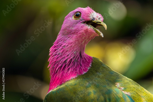The pink-headed fruit dove (Ptilinopus porphyreus) also known as pink-necked fruit dove or Temminck's fruit pigeon, is a small colourful dove photo