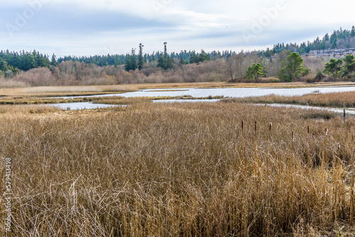 Edmonds Marsh Landscape Scene 10