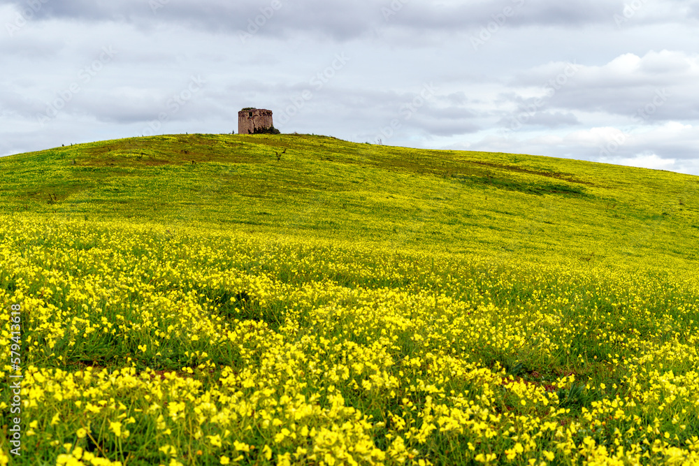 green and yellow hillside field of grass and flowers