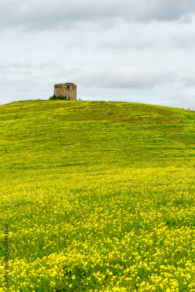 green and yellow hillside field of grass and flowers