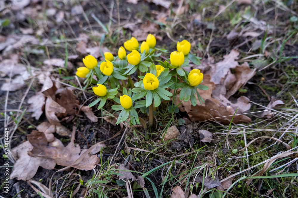 Spring flowers in the forest. Spring flowers in the forest.