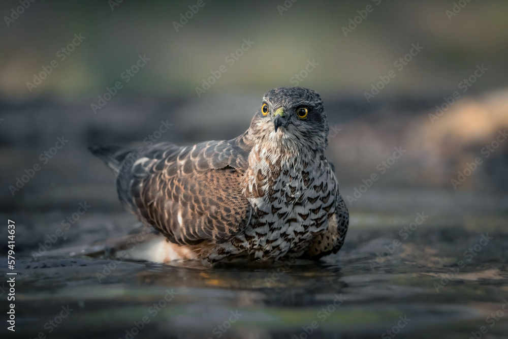 Fototapeta premium Sparrowhawk taking a bath on a pond