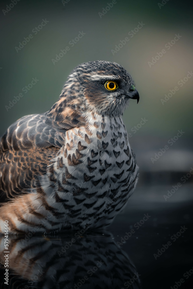 Close-up Profile of an sparrowhawk Close-up Profile of an sparrowhawk