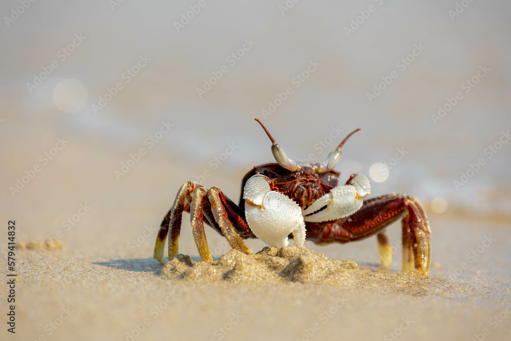 Selective focus of small sea crab in its natural habitat walking on the sand beach in summer, Ocypode ceratophthalmus is a species of the ghost crab (horn-eyed) Region from the coast of East Africa. Selective focus of small sea crab in its natural habitat walking on the sand beach in summer, Ocypode ceratophthalmus is a species of the ghost crab (horn-eyed) Region from the coast of East Africa.