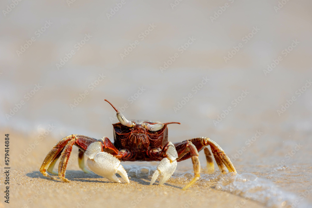 Selective focus of small sea crab in its natural habitat walking on the sand beach in summer, Ocypode ceratophthalmus is a species of the ghost crab (horn-eyed) Region from the coast of East Africa. Selective focus of small sea crab in its natural habitat walking on the sand beach in summer, Ocypode ceratophthalmus is a species of the ghost crab (horn-eyed) Region from the coast of East Africa.