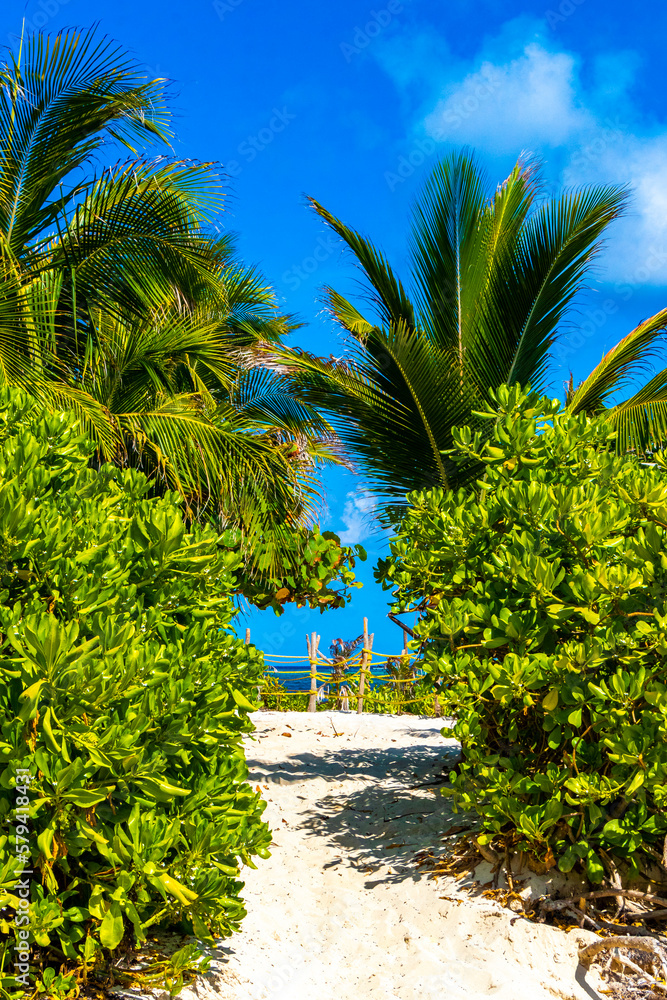 Fototapeta premium Caribbean beach fir palm trees in jungle forest nature Mexico.