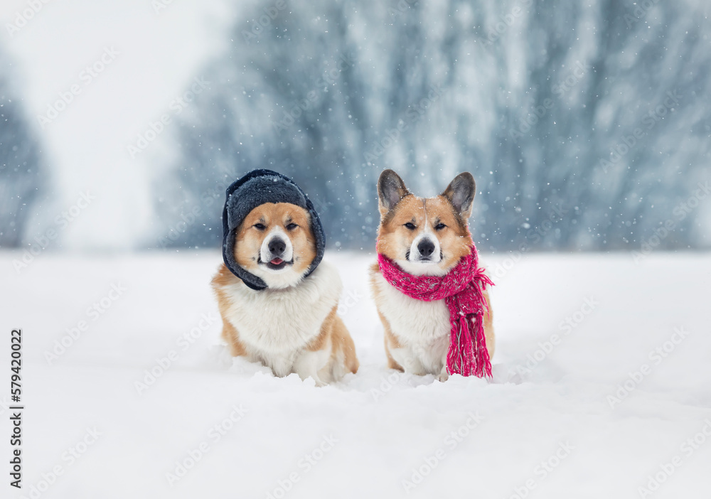 two cute dogs Pembroke corgis are sitting in the snow in a warm hat with earflaps and a scarf in a winter park in the snow two cute dogs Pembroke corgis are sitting in the snow in a warm hat with earflaps and a scarf in a winter park in the snow