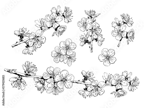 Hand drawn set of cherry blossom flowers and branches. Sketch collection of blooming sakura. Vector illustration.