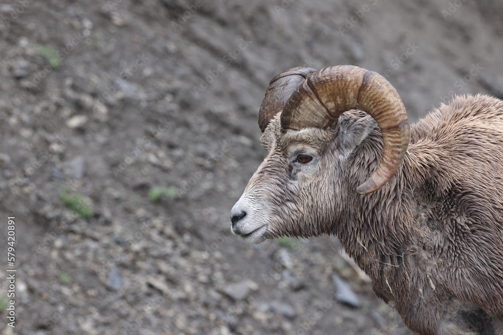 Bighorn Sheep Banff  National Park Kanada