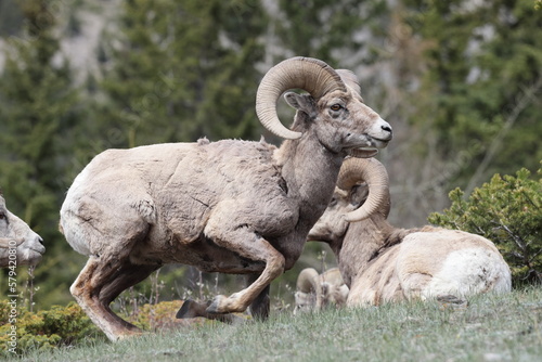 Bighorn Sheep Banff  National Park Kanada