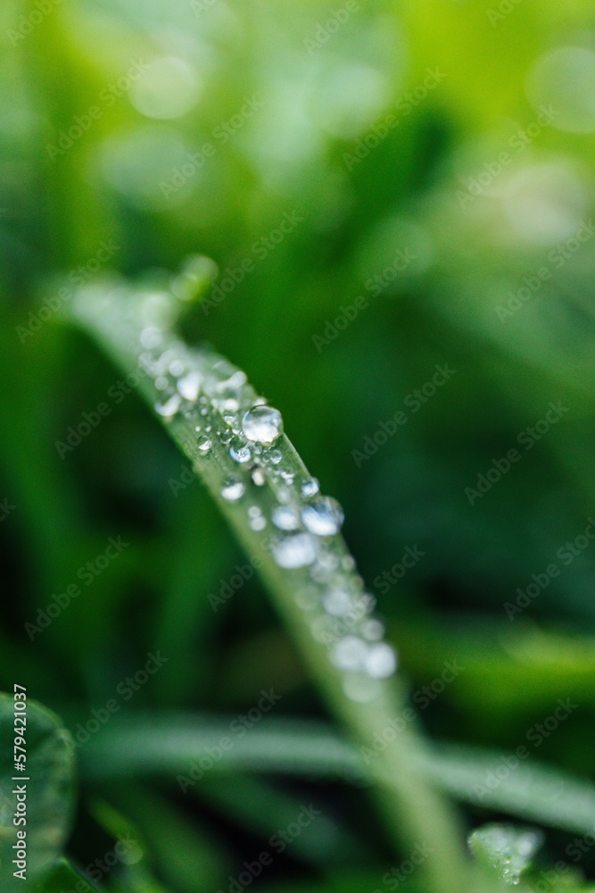 Beautiful closeup of dew on the green plant Beautiful closeup of dew on the green plant