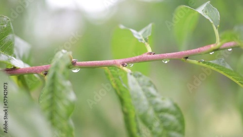 Closeup shot of a wet tree branch with green leaves, blurred background photo