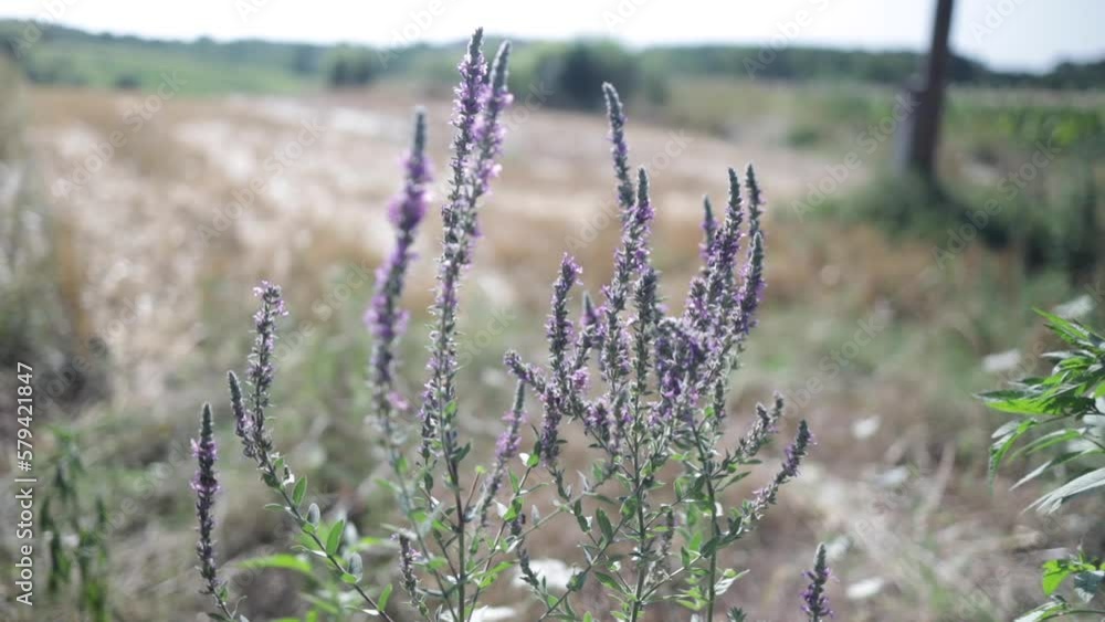 Closeup shot of purple loosestrife growing in a yellow field, blurred background Closeup shot of purple loosestrife growing in a yellow field, blurred background