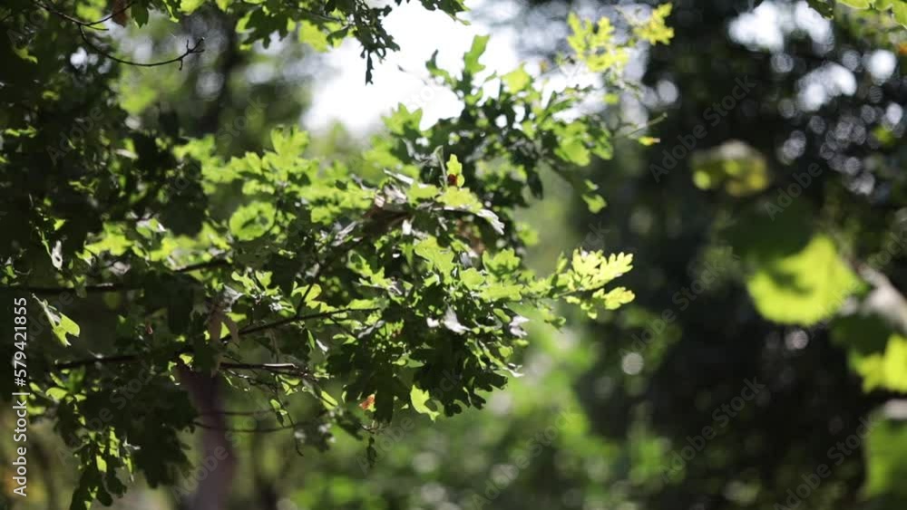 Selective focus of a green branch of a tree in sunlight in a park Selective focus of a green branch of a tree in sunlight in a park