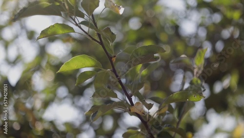 Wallpaper Mural Closeup shot of a sunlit tree branch with green leaves with blurred background Torontodigital.ca