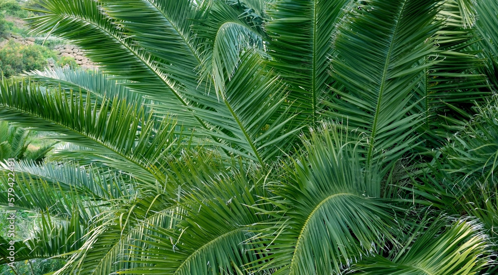 Palm tree leaves background for design.Green natural texture.Tropical forest, jungle,ecology,travel or interior decor concept with space for text.Selective focus.
Palm tree leaves background for design.Green natural texture.Tropical forest, jungle,ecology,travel or interior decor concept with space for text.Selective focus.