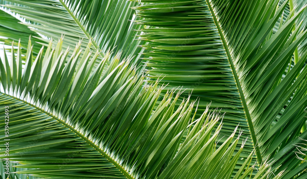 Obraz premium Palm tree leaves background for design.Green natural texture.Tropical forest, jungle,ecology,travel or interior decor concept with space for text.Selective focus. 
