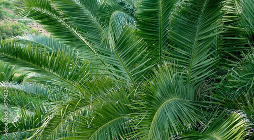 Palm tree leaves background for design.Green natural texture.Tropical forest, jungle,ecology,travel or interior decor concept with space for text.Selective focus. 