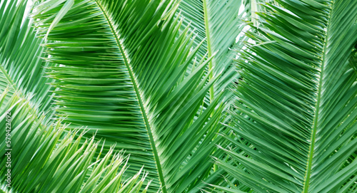 Palm tree leaves background for design.Green natural texture.Tropical forest  jungle ecology travel or interior decor concept with space for text.Selective focus.  