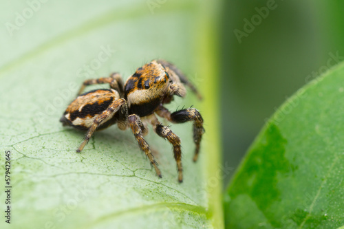Isolated close-up of a jumping spider from the side between green leafs (Evarcha falcata male)