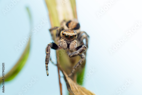 Isolated macro close-up of a jumping spider looking at you from a blade of grass (Evarcha falcata male)